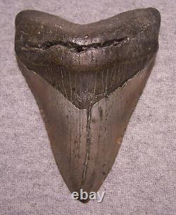 MEGALODON Shark Tooth 4 11/16 sharks teeth NO REPAIRREAL Huge Megladon fossil