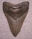 Megalodon Shark Tooth 4 11/16 Sharks Teeth No Repairreal Huge Megladon Fossil