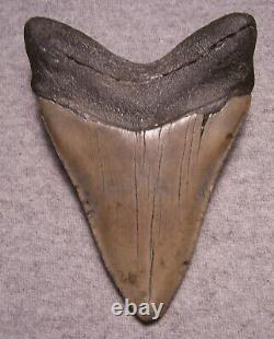 MEGALODON Shark Tooth 4 11/16 sharks teeth NO REPAIRREAL Huge Megladon fossil
