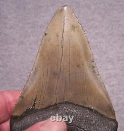 MEGALODON Shark Tooth 4 11/16 sharks teeth NO REPAIRREAL Huge Megladon fossil