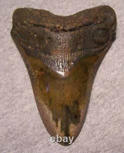 MEGALODON Shark Tooth 4 15/16 Teeth sharks jaw fossil DIAMOND Polished GEM Color