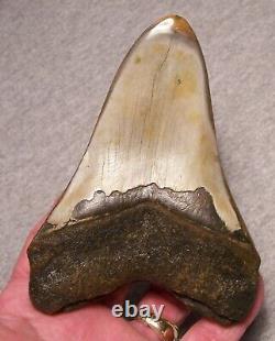 MEGALODON Shark Tooth 4 15/16 Teeth sharks jaw fossil DIAMOND Polished GEM Color