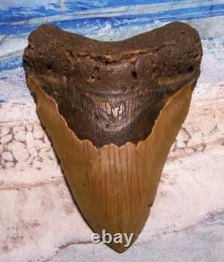 MEGALODON Shark Tooth 4 1/2 sharks teeth BIG jaw fossil REAL megladon SERRATED