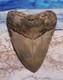 Megalodon Shark Tooth 4 1/2 Sharks Teeth Big Jaw Fossil Real Megladon Serrated