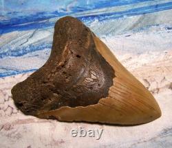 MEGALODON Shark Tooth 4 1/2 sharks teeth BIG jaw fossil REAL megladon SERRATED