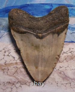MEGALODON Shark Tooth 4 1/2 sharks teeth BIG jaw fossil REAL megladon SERRATED