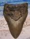 Megalodon Shark Tooth 4 1/2 Sharks Teeth Big Jaw Fossil Serrated Megladon Real