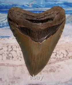 MEGALODON Shark Tooth 4 1/2 sharks teeth HUGE jaw fossil REAL megladon SERRATED