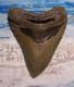 Megalodon Shark Tooth 4 1/2 Sharks Teeth Huge Jaw Fossil Real Megladon Serrated