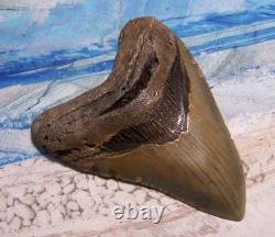 MEGALODON Shark Tooth 4 1/2 sharks teeth HUGE jaw fossil REAL megladon SERRATED