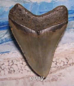 MEGALODON Shark Tooth 4 1/2 sharks teeth HUGE jaw fossil REAL megladon SERRATED