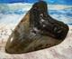 Megalodon Shark Tooth 4 1/2 Sharks Teeth Huge Jaw Fossil Real Megladon Colors