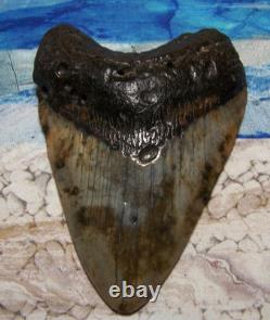MEGALODON Shark Tooth 4 1/2 sharks teeth Huge jaw fossil REAL megladon COLORS