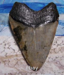 MEGALODON Shark Tooth 4 1/2 sharks teeth Huge jaw fossil REAL megladon COLORS
