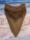 Megalodon Shark Tooth 4 1/4 Sharks Teeth Big Jaw Fossil Real Megladon Serrated