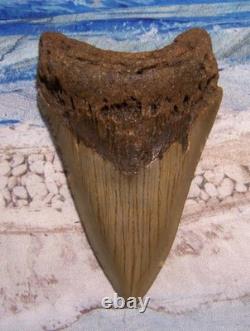 MEGALODON Shark Tooth 4 1/4 sharks teeth BIG jaw fossil REAL megladon SERRATED MEGALODON Shark Tooth 4 1/4 sharks teeth BIG jaw fossil REAL megladon SERRATED