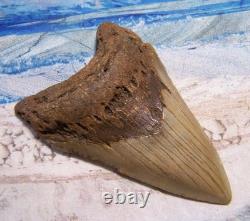 MEGALODON Shark Tooth 4 1/4 sharks teeth BIG jaw fossil REAL megladon SERRATED MEGALODON Shark Tooth 4 1/4 sharks teeth BIG jaw fossil REAL megladon SERRATED