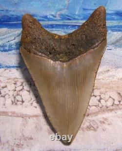MEGALODON Shark Tooth 4 1/4 sharks teeth BIG jaw fossil REAL megladon SERRATED MEGALODON Shark Tooth 4 1/4 sharks teeth BIG jaw fossil REAL megladon SERRATED