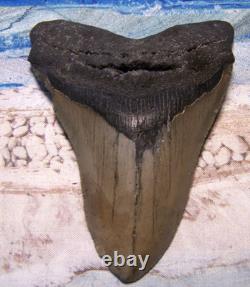 MEGALODON Shark Tooth 4 1/4 sharks teeth BIG jaw fossil SERRATED megladon REAL