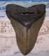 Megalodon Shark Tooth 4 1/4 Sharks Teeth Big Jaw Fossil Serrated Megladon Real