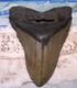 Megalodon Shark Tooth 4 1/4 Sharks Teeth Big Jaw Fossil Serrated Megladon Real