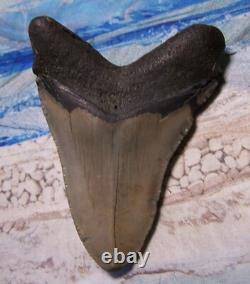 MEGALODON Shark Tooth 4 1/4 sharks teeth BIG jaw fossil SERRATED megladon REAL