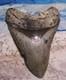 Megalodon Shark Tooth 4 1/4 Sharks Teeth Giant Fossil Real Megladon