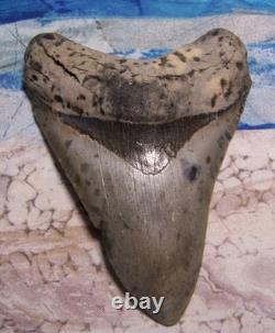 MEGALODON Shark Tooth 4 1/4 sharks teeth GIANT fossil REAL megladon
