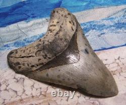 MEGALODON Shark Tooth 4 1/4 sharks teeth GIANT fossil REAL megladon