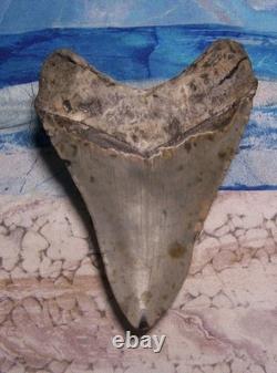 MEGALODON Shark Tooth 4 1/4 sharks teeth GIANT fossil REAL megladon