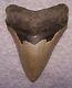 Megalodon Shark Tooth 4 1/4 Sharks Teeth Huge Jaw Fossil Megladon Serrated