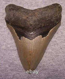 MEGALODON Shark Tooth 4 1/4 sharks teeth HUGE jaw fossil megladon SERRATED