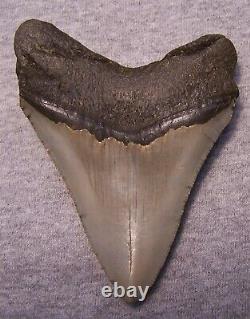 MEGALODON Shark Tooth 4 1/4 sharks teeth HUGE jaw fossil megladon SERRATED
