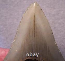 MEGALODON Shark Tooth 4 1/4 sharks teeth HUGE jaw fossil megladon SERRATED