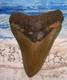 Megalodon Shark Tooth 4 1/8 Sharks Teeth Big Jaw Fossil Real Megladon Serrated