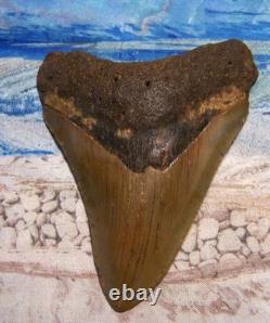 MEGALODON Shark Tooth 4 1/8 sharks teeth BIG jaw fossil REAL megladon SERRATED