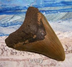 MEGALODON Shark Tooth 4 1/8 sharks teeth BIG jaw fossil REAL megladon SERRATED