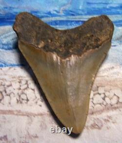 MEGALODON Shark Tooth 4 1/8 sharks teeth BIG jaw fossil REAL megladon SERRATED