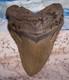 Megalodon Shark Tooth 4 1/8 Sharks Teeth Huge Jaw Fossil Real Megladon Serrated