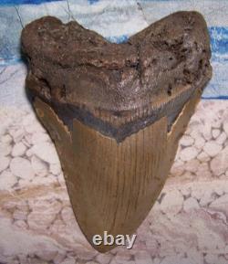 MEGALODON Shark Tooth 4 1/8 sharks teeth HUGE jaw fossil REAL megladon SERRATED