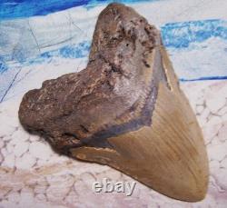 MEGALODON Shark Tooth 4 1/8 sharks teeth HUGE jaw fossil REAL megladon SERRATED