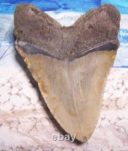 MEGALODON Shark Tooth 4 1/8 sharks teeth HUGE jaw fossil REAL megladon SERRATED