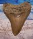 Megalodon Shark Tooth 4 1/8 Sharks Teeth Large Jaw Classic Fossil Real Serrated