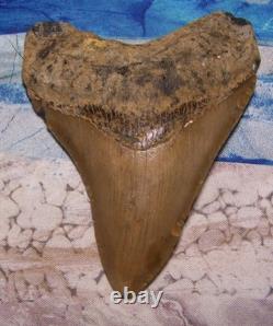 MEGALODON Shark Tooth 4 1/8 sharks teeth LARGE jaw CLASSIC fossil REAL serrated