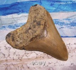 MEGALODON Shark Tooth 4 1/8 sharks teeth LARGE jaw CLASSIC fossil REAL serrated