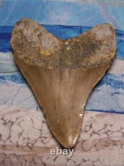 MEGALODON Shark Tooth 4 1/8 sharks teeth LARGE jaw CLASSIC fossil REAL serrated