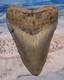 Megalodon Shark Tooth 4 3/4 Sharks Teeth Big Jaw Fossil Real Megladon Serrated