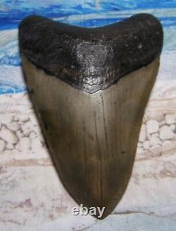 MEGALODON Shark Tooth 4 3/4 sharks teeth BIG jaw fossil REAL megladon SERRATED