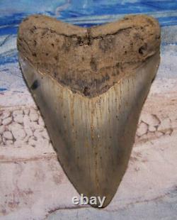 MEGALODON Shark Tooth 4 3/4 sharks teeth BIG jaw fossil REAL megladon SERRATED