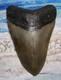 Megalodon Shark Tooth 4 3/4 Sharks Teeth Big Jaw Fossil Real Megladon Serrated